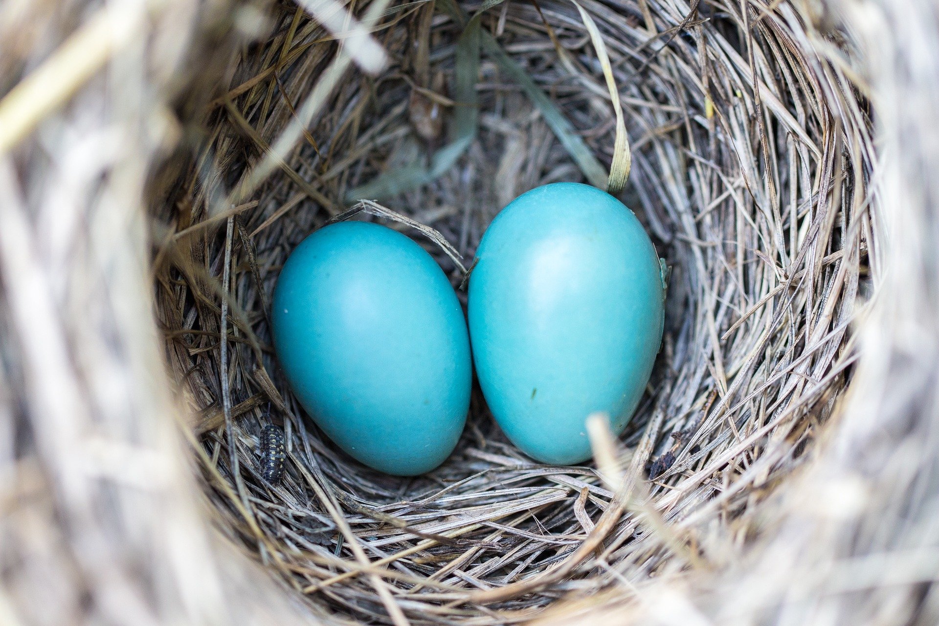 azure bird nest hosting data protection
