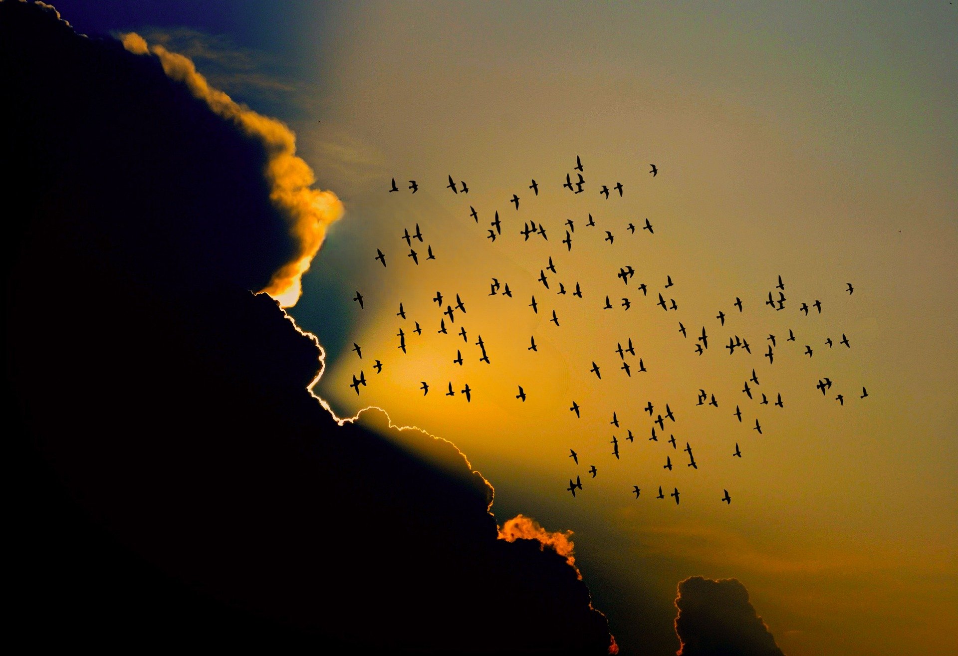 bird flock sunset platform migration