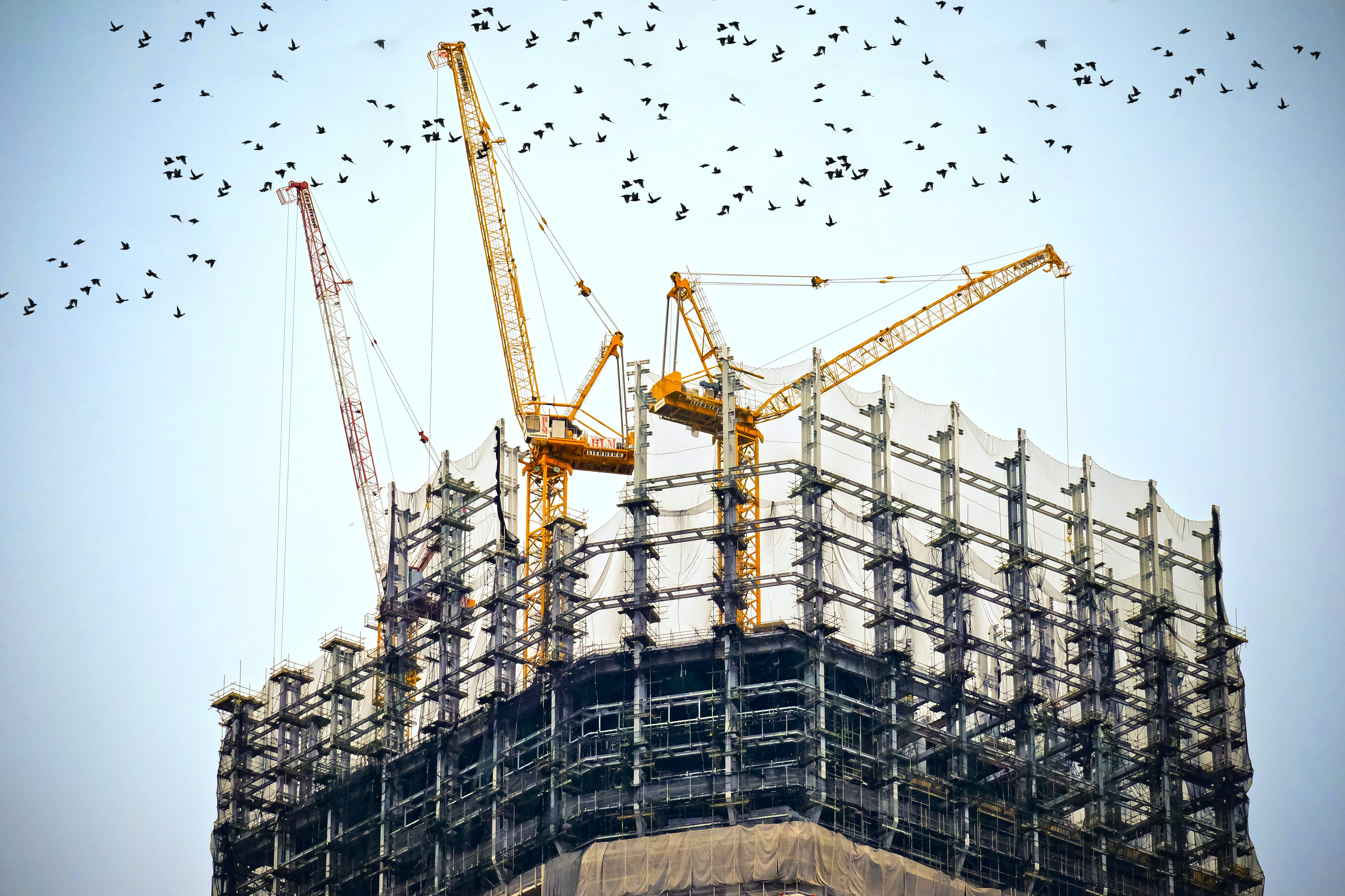 construction site birds project management stock image