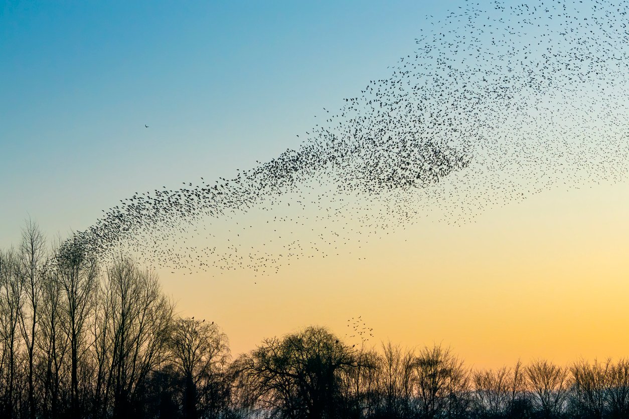 large scale migration