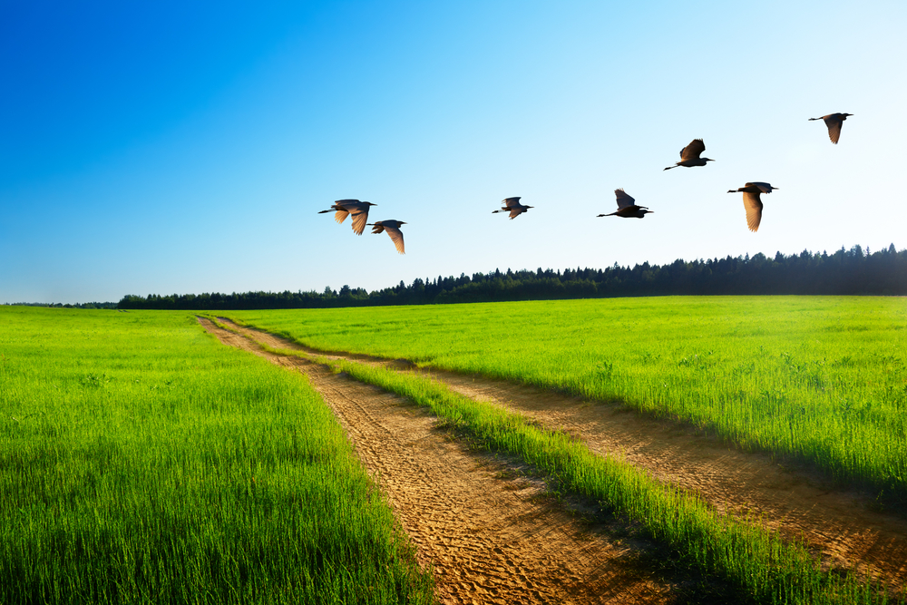 birds and road